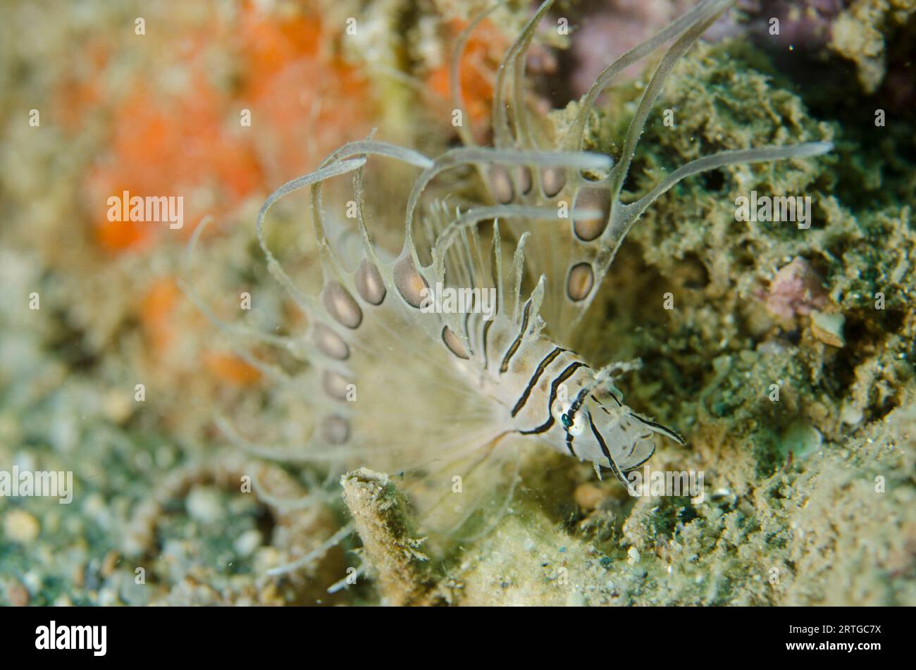 Juvenile Common Lionfish, Pterois Volitans, Dili Rock East Dive Site, Dili, East Timor Stockfoto