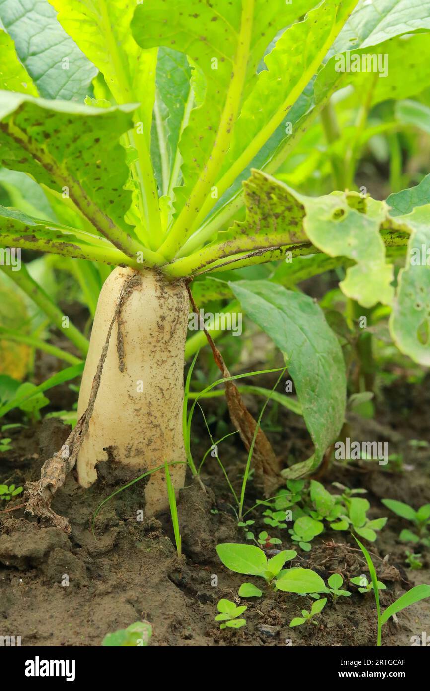 Frische weiße Radieschen auf dem Ackerland, Ernte der weißen Radieschen, frische Radieschen im Garten, landschaftliches Gemüsefeld Stockfoto