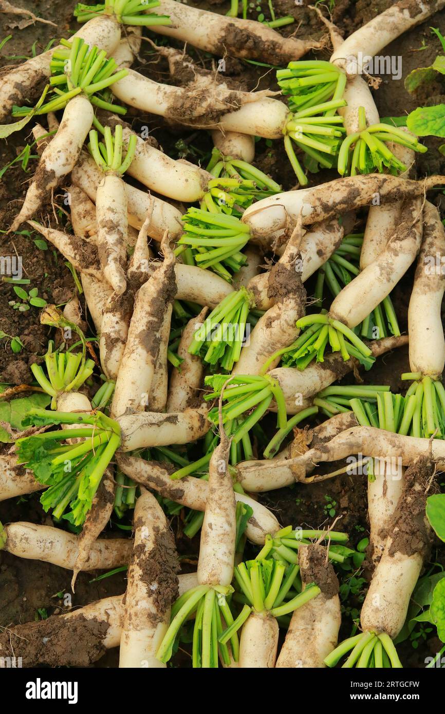 Frische weiße Radieschen auf dem Ackerland, Ernte der weißen Radieschen, frische Radieschen im Garten, landschaftliches Gemüsefeld Stockfoto