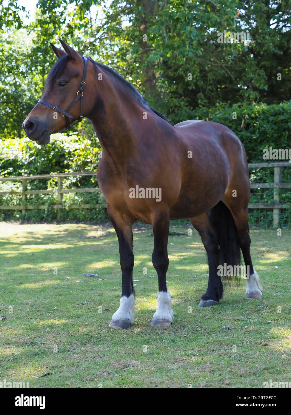 Eine wunderschöne Bucht Waliser Cob steht in einem Fahrerlager. Stockfoto