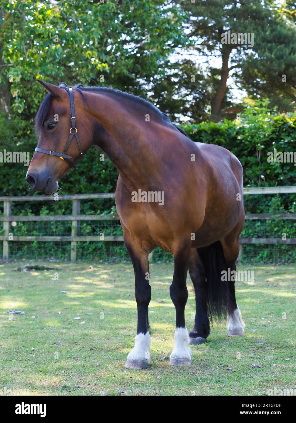 Eine wunderschöne Bucht Waliser Cob steht in einem Fahrerlager. Stockfoto