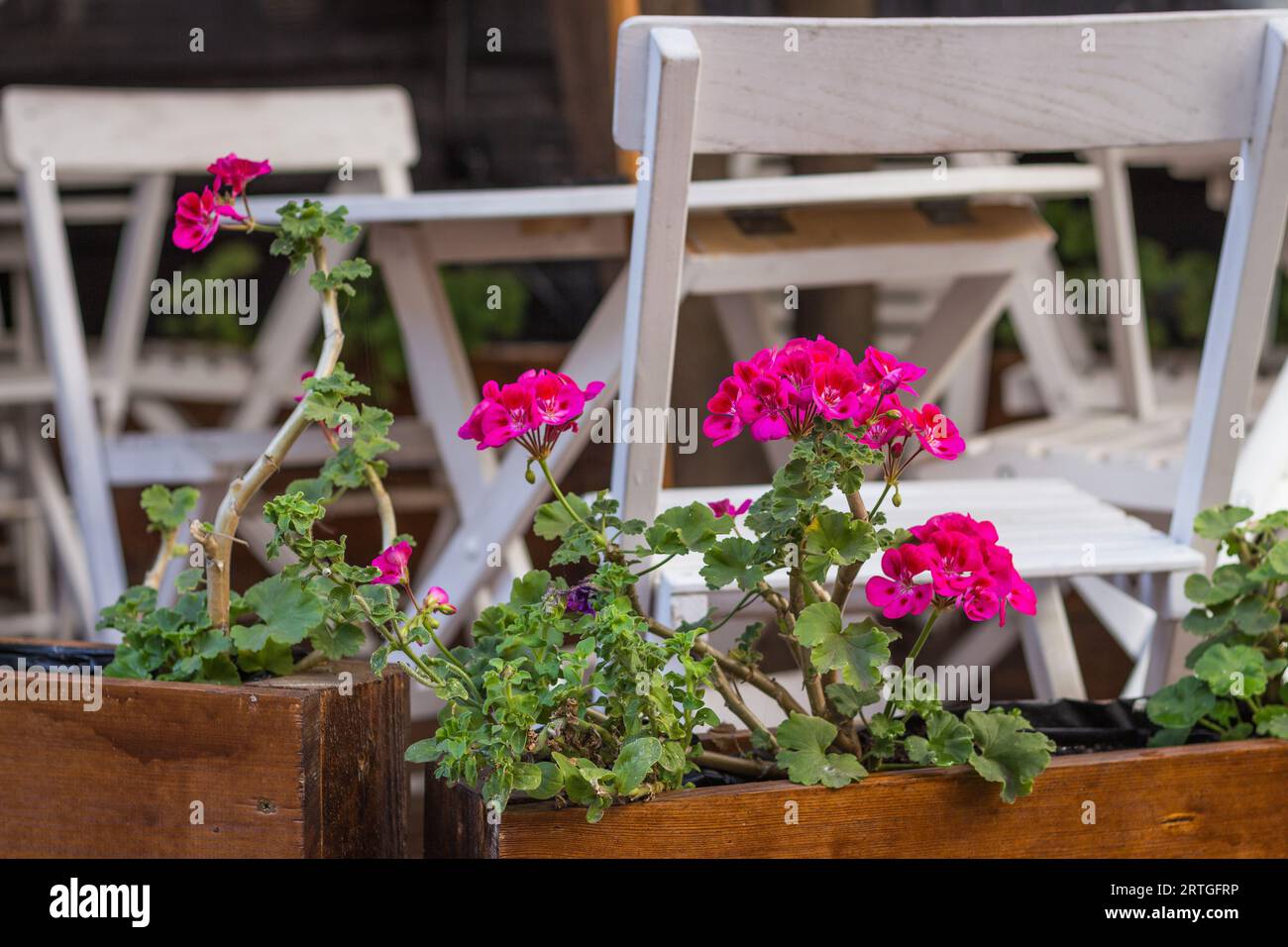 Rosafarbene Blumen auf der Terrasse. Blumentopf im Straßencafé. Weiße Gartenmöbel mit Blumendesign. Elegantes Café mit Blumentöpfen. Dekorierte Terrasse. Stockfoto