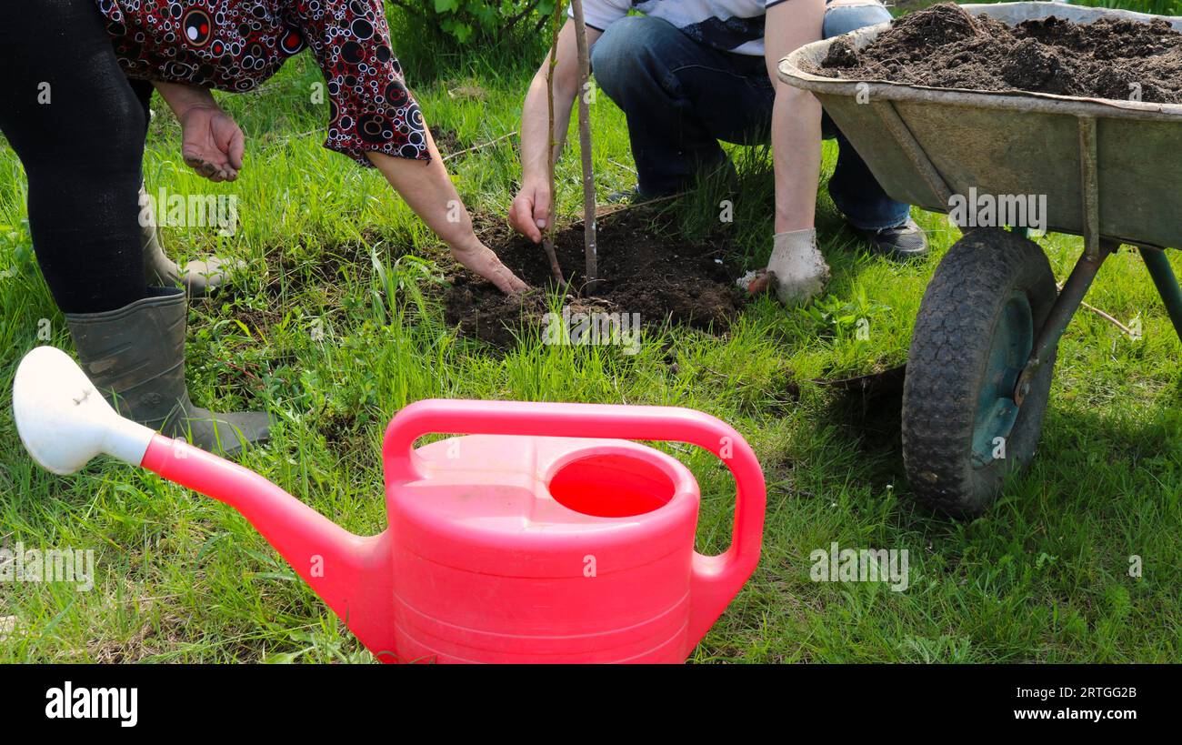 Zwei Erwachsene Menschen, ein Mann und eine Frau, Pflanzen einen jungen Obstbaumsämling in ein vorbereitetes Loch im Boden, umgeben von Gartengeräten Stockfoto