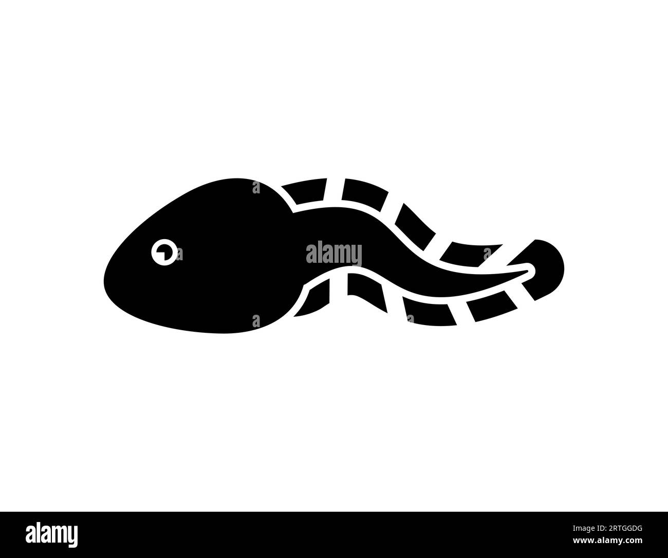 Kaulquappe isoliert. Froschlarve. Vektorillustration Stock Vektor