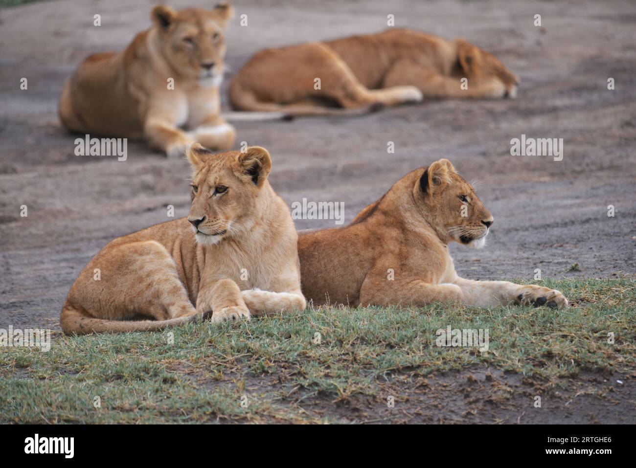 Der Blick eines Löwen spiegelt sich im ruhigen Wasser des Ndutu-Sees wider. Stockfoto
