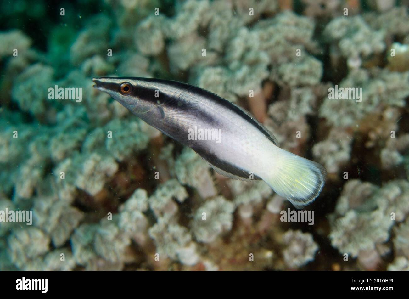 Weibliche Bicolor Cleaner Wrasse, Labroides Bicolor, Cristo Rei Tauchplatz, Dili, Osttimor Stockfoto