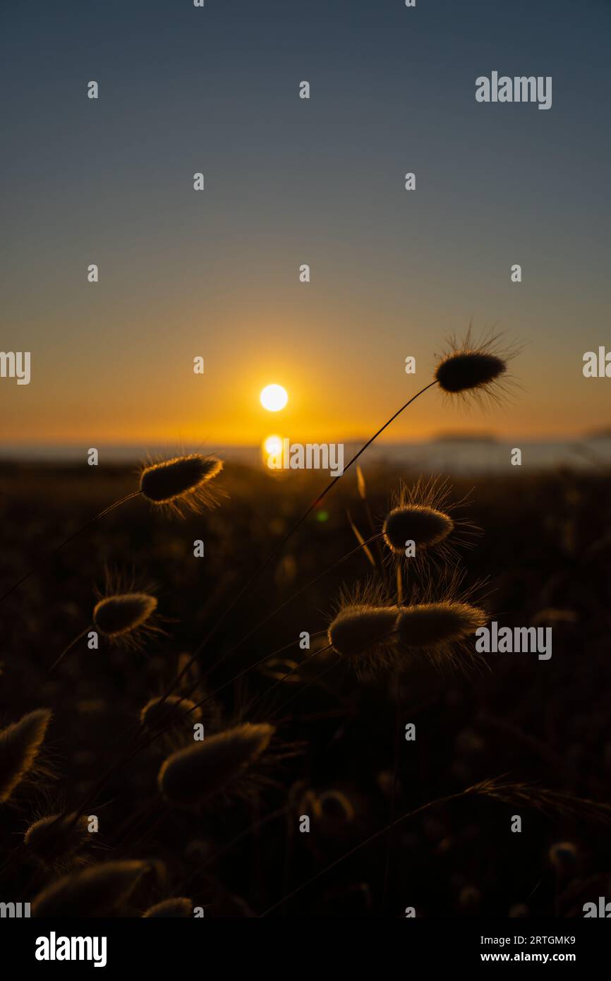 Paisaje de atardecer en el mar con espigas a contraluz Stockfoto