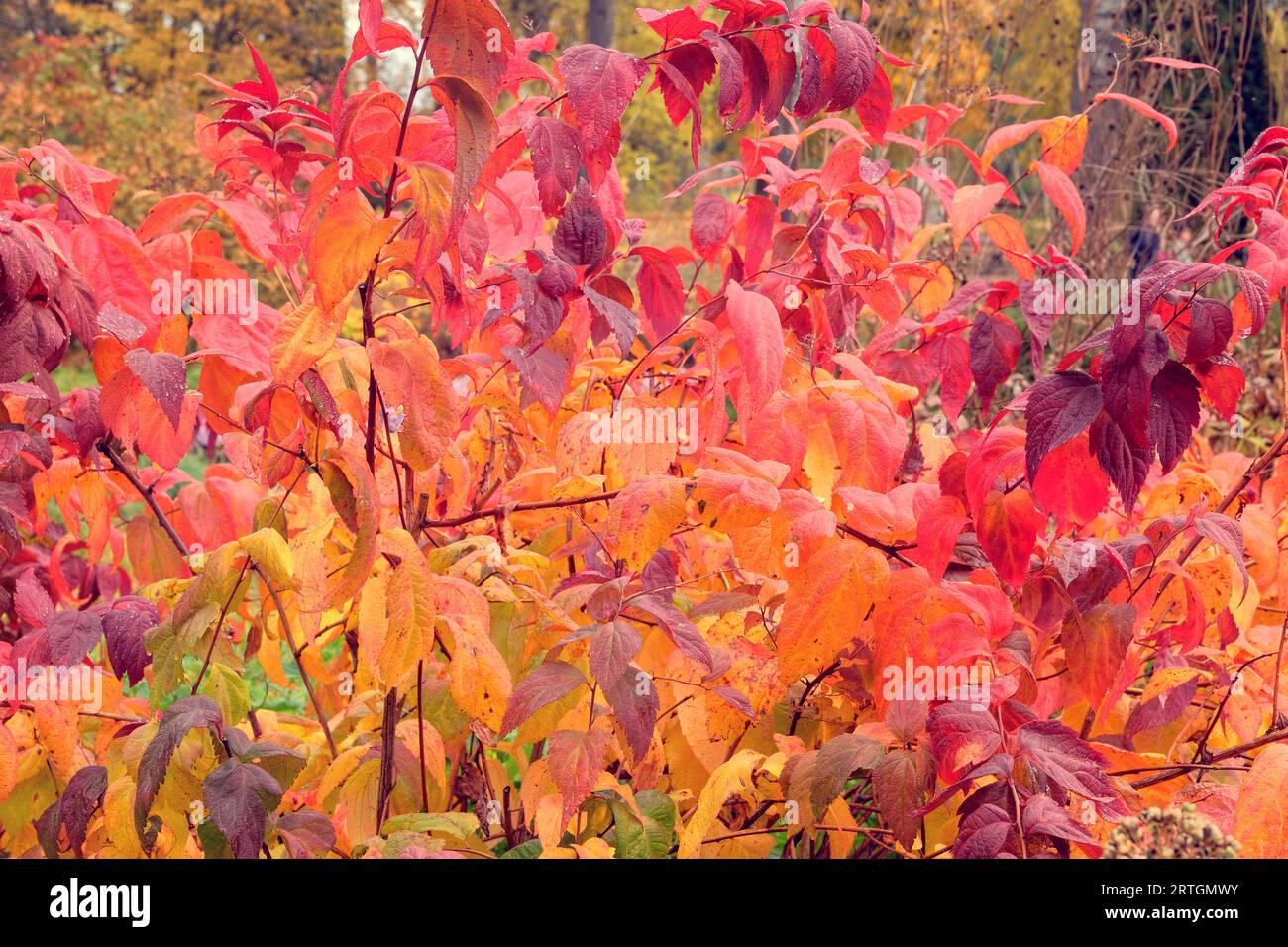 Herbstkonzept. Herbstliche rote Blätter, perfekt für den saisonalen Gebrauch. Warmes Wetter an sonnigen Tagen. Stockfoto