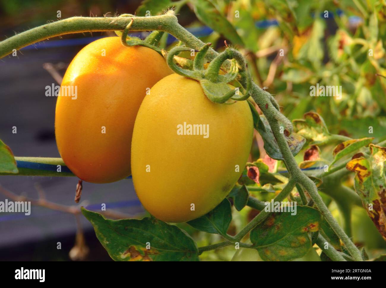 Unreife Tomaten auf dem Baum, rötlich gelb mit einer glänzenden Oberfläche und Tau auf ihnen Stockfoto