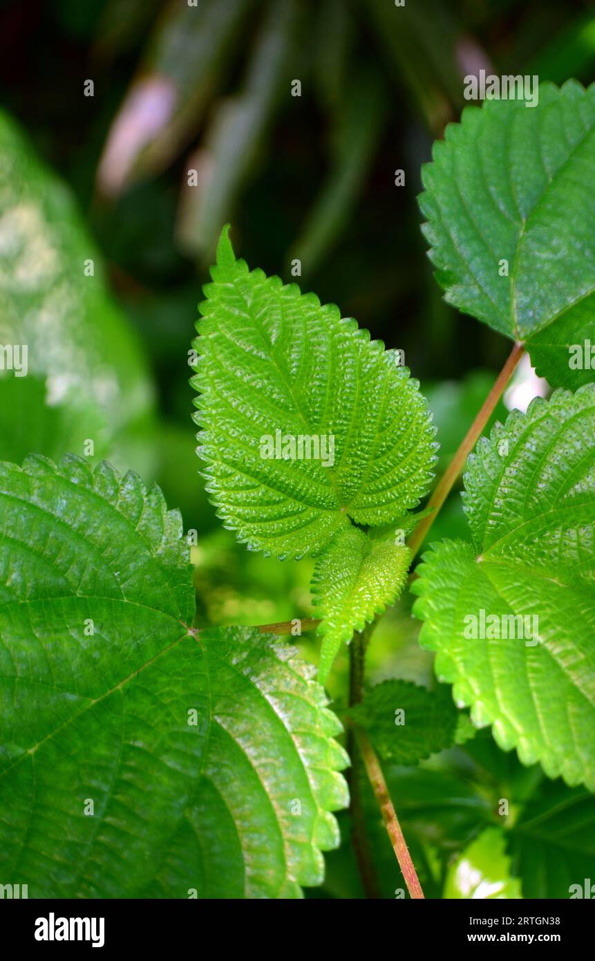 Die grünen Blätter von Laportea Interrupta oder Hen's Nettle sind rau und an den Rändern gezackt Stockfoto