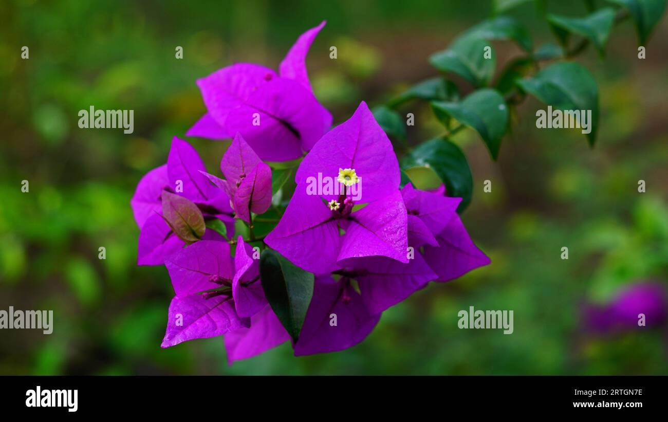 Bougainvillea oder Bougainvillea glabra Blüten im Garten, ihre Blütenblätter sind lila mit weißen Blütenstempeln Stockfoto
