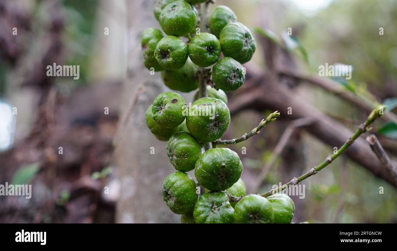 Ficus nota hat glänzend grüne Früchte mit einer glatten haarigen Oberfläche und hellen Flecken. Stockfoto