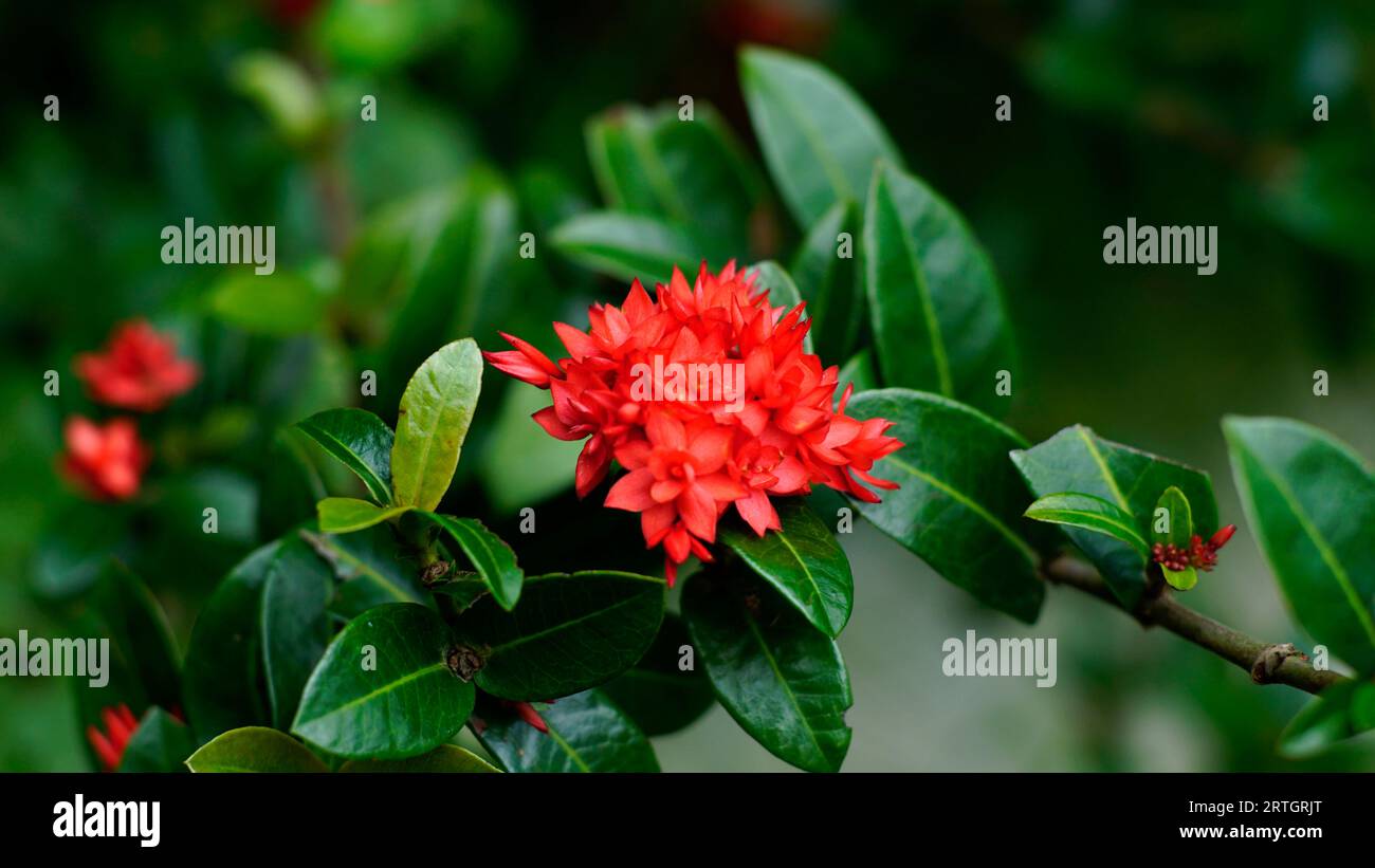 Leuchtend rote Ixora-Kaktusblumen blühen auf Baumzweigen Stockfoto