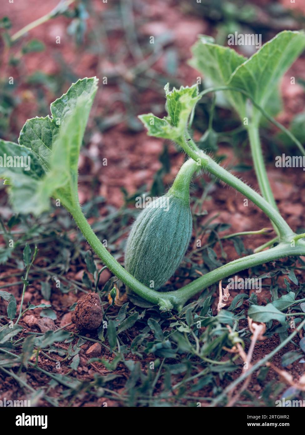 Von oben aus wächst ein kleiner, grüner, einzelnes Baby-Kürbis auf dem Boden mit grünen Blättern im hellen Garten Stockfoto