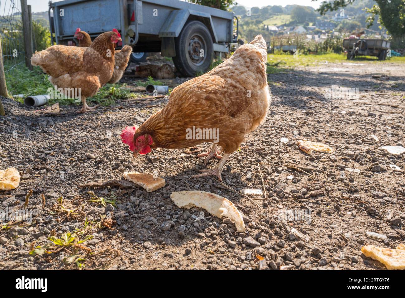 Braune Hühner des Goldenen Kometen, die geröstetes Brot und Naanbrot auf einem Kiesgrund füttern. Stockfoto