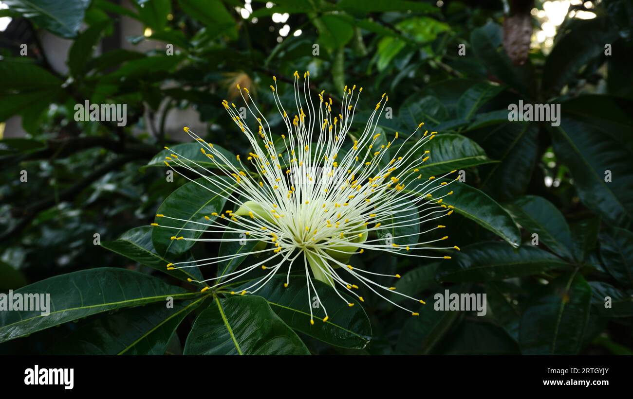 Pachira Aquatica, die Blumen blühen auf dem Baum Stockfoto