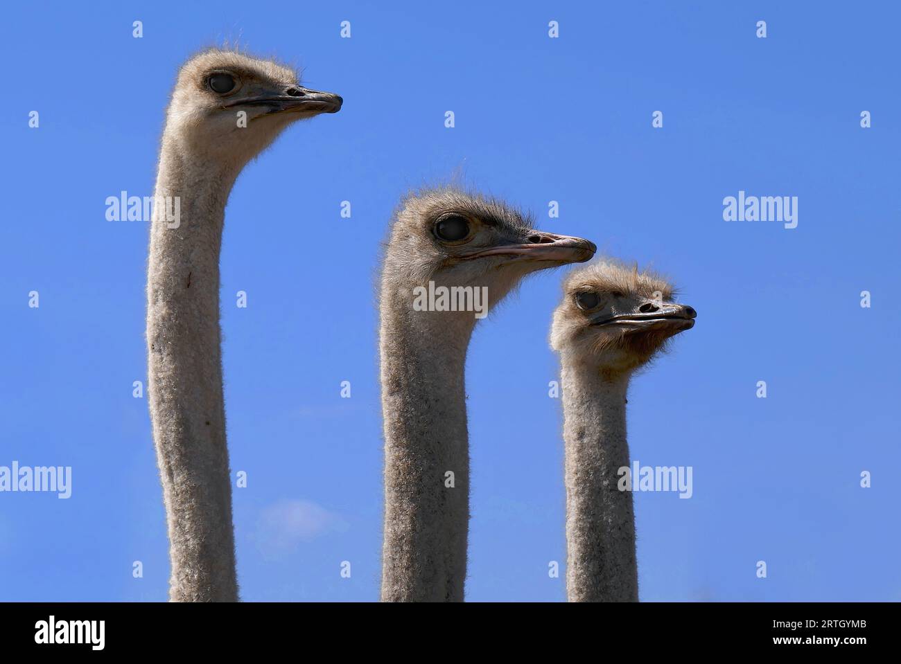 Ein Schuss aus niedrigem Winkel von drei Straußen, die in einer Reihe unter einem hellblauen Himmel stehen Stockfoto