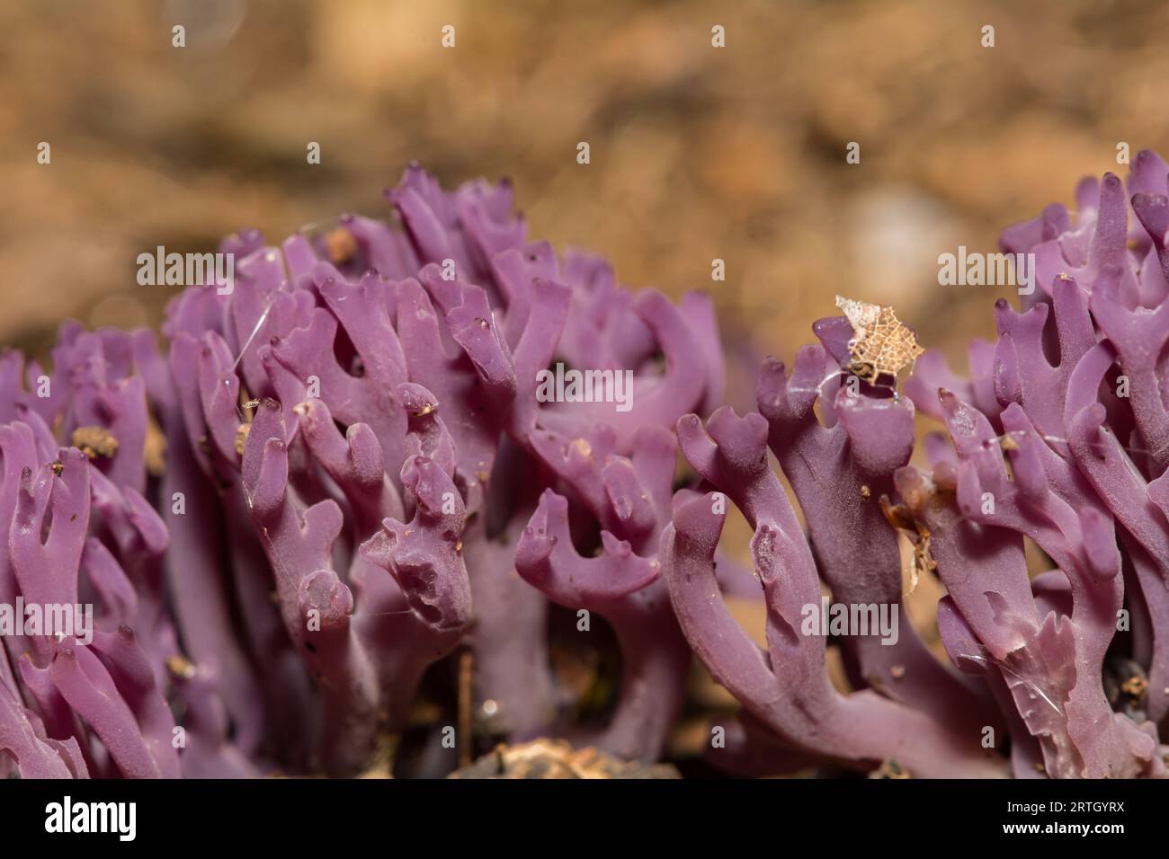 Violetter Korallenpilz - Clavaria zollingeri Stockfoto