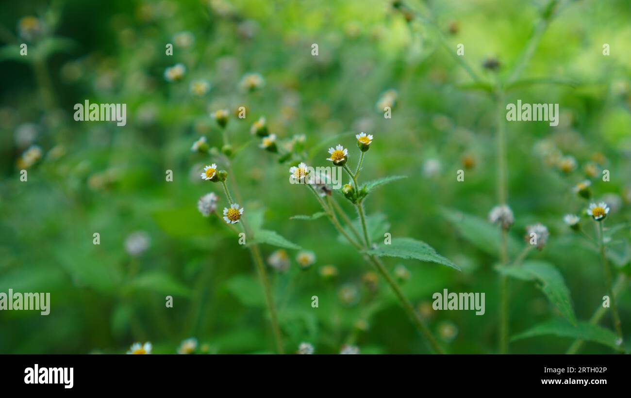 Galinsoga parviflora, die Blüten sind in voller Blüte, die Farbe ist weiß mit gelben Filamenten und die Stiele sind faltig Stockfoto