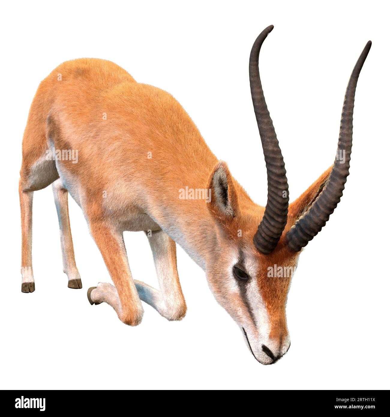 3D-Rendering eines Grants gazelle oder Nanger Granti isoliert auf weißem Hintergrund Stockfoto