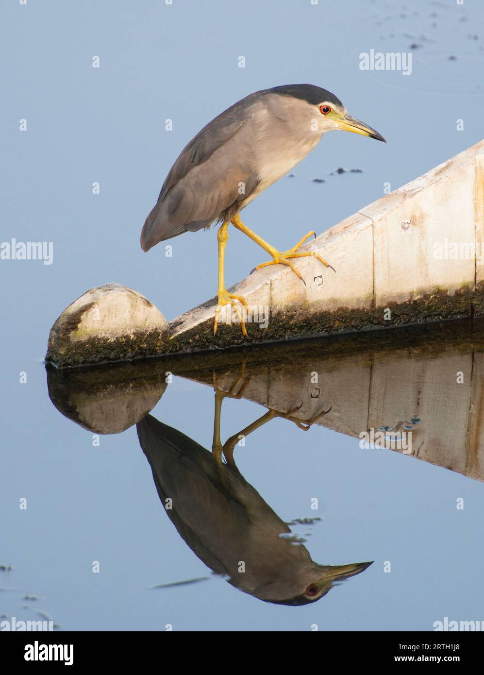 Schwarzgekrönter Nachtreiher nycticorax nycticorax auf Bootsruder mit Reflexion im stillstehenden Flusswasser Stockfoto