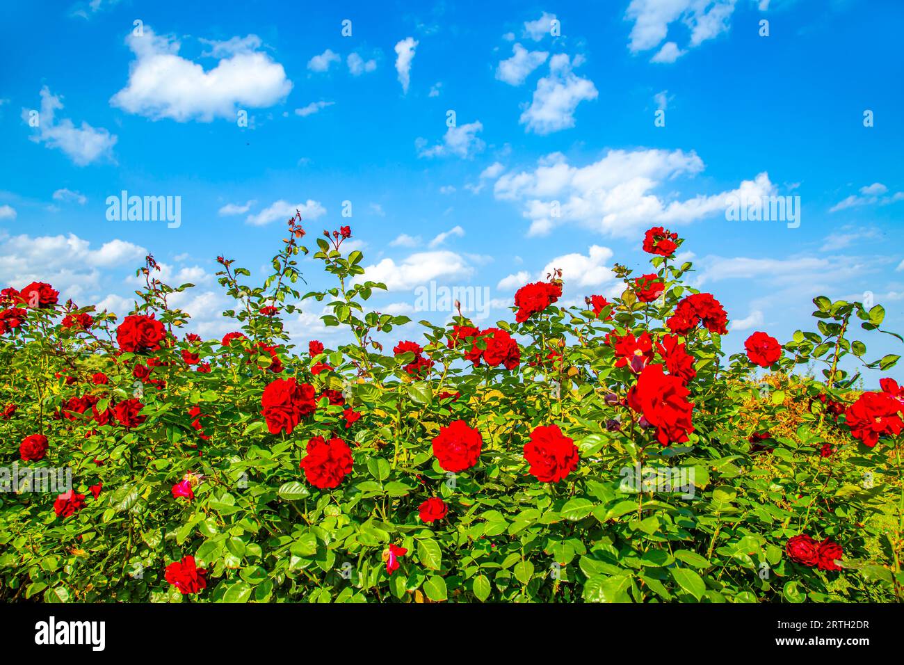 Rote Rosen vor blauem Himmel. Rosengarten im Unterpark Peterhof. Stockfoto