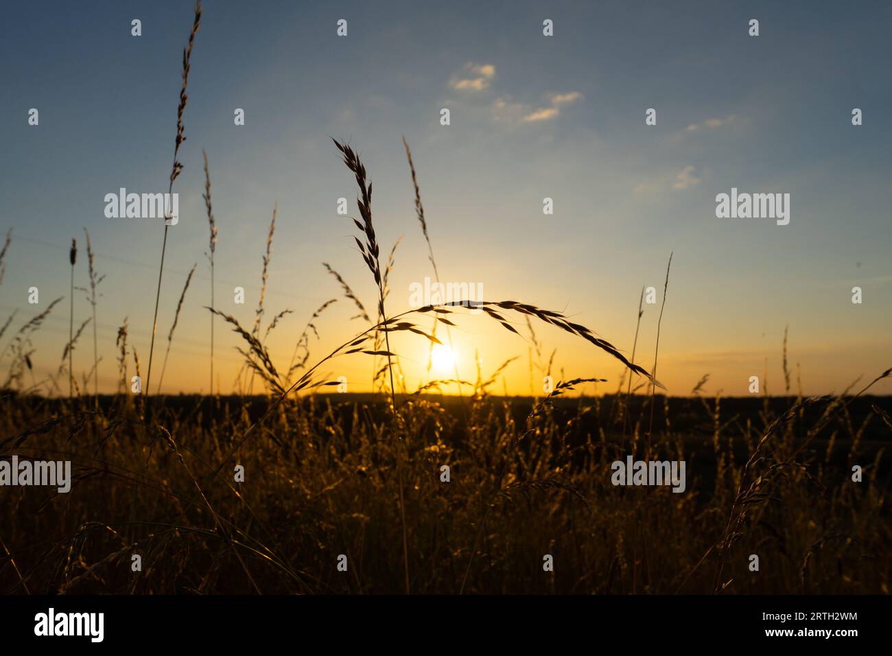Golden Hour Elegance: Genießen Sie die Gelassenheit eines Sonnenuntergangs auf dem Weizenfeld Stockfoto