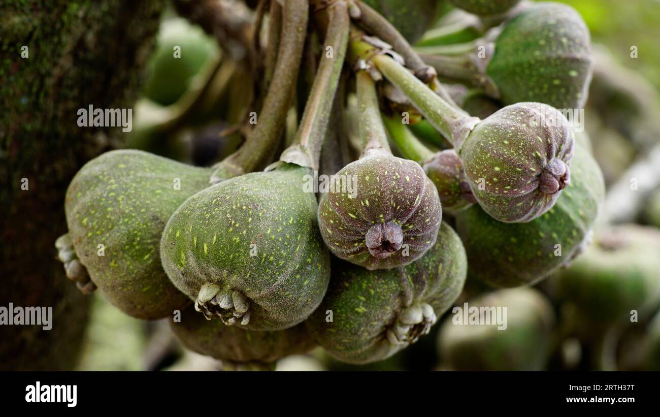 Ficus auriculata, die Frucht ist bräunlich grün, der Fruchtstiel ist lang, die Hautoberfläche ist fein behaart und die Punkte sind gelb. Stockfoto