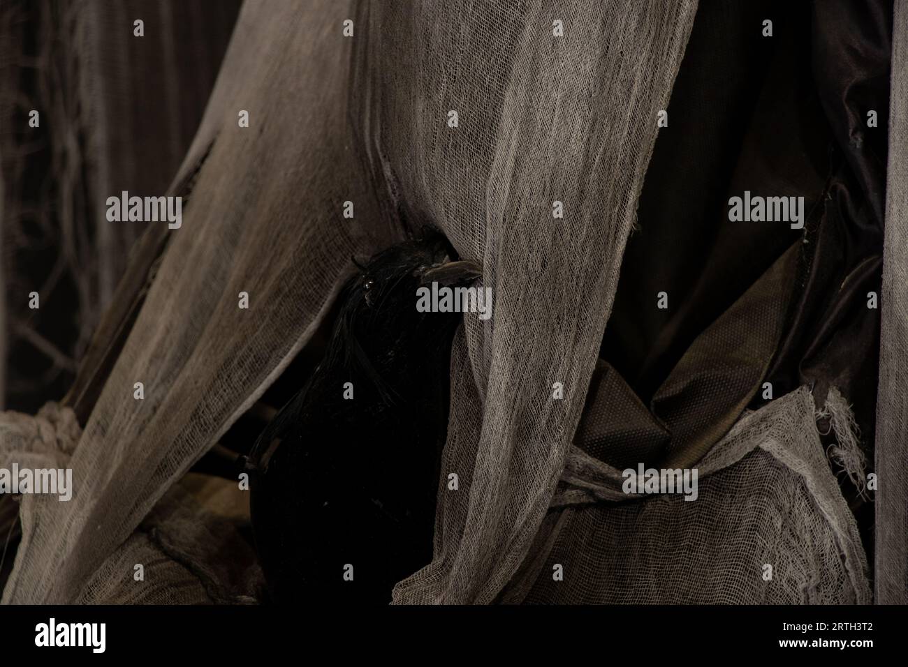 Schwarze Seidenvorhänge und weiße schmutzige Mull und eine gefüllte Krähe in den dunklen, schmutzigen, unheimlichen Stoffen als Hintergrund, Dekor und Tapete, dunkler Hintergrund Stockfoto