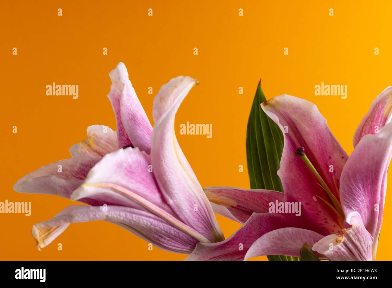 Rosa Lilien Blume und Kopienraum auf orangem Hintergrund Stockfoto