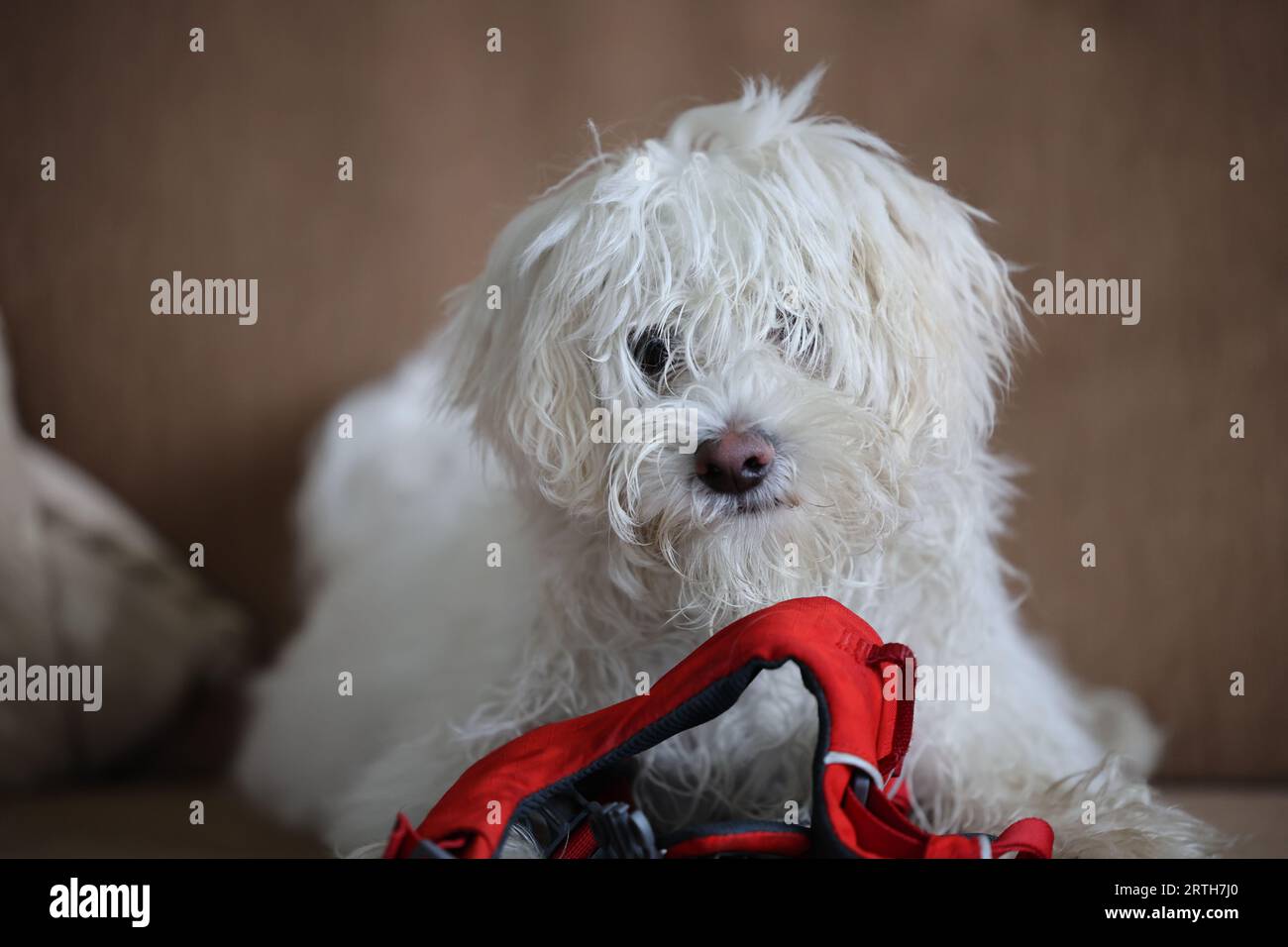 Bichon Malteser Kreuzwelpe, der einen Clipping benötigt. Stockfoto