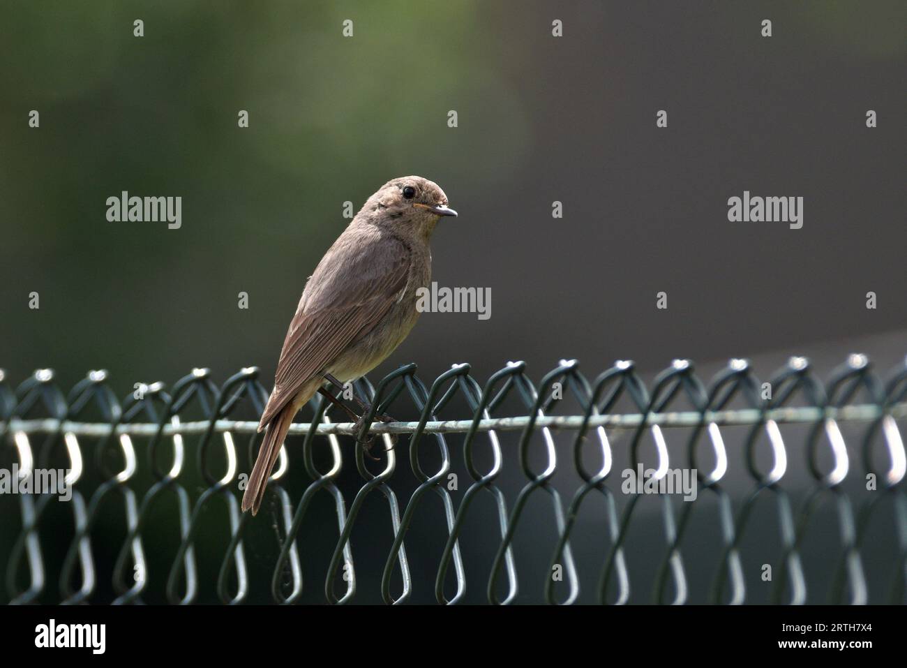 Phoenicurus ochruros, auch bekannt als schwarzer Rotanfang am Zaun in Wohngebieten. Stockfoto