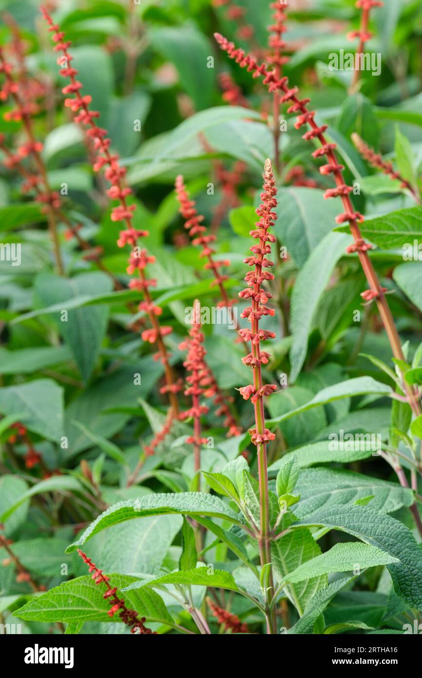 Salvia confertiflora, Sabra-Stachelsalbei, roter Samtsalbei, Spitzen von Orangenblüten im Spätsommer Stockfoto