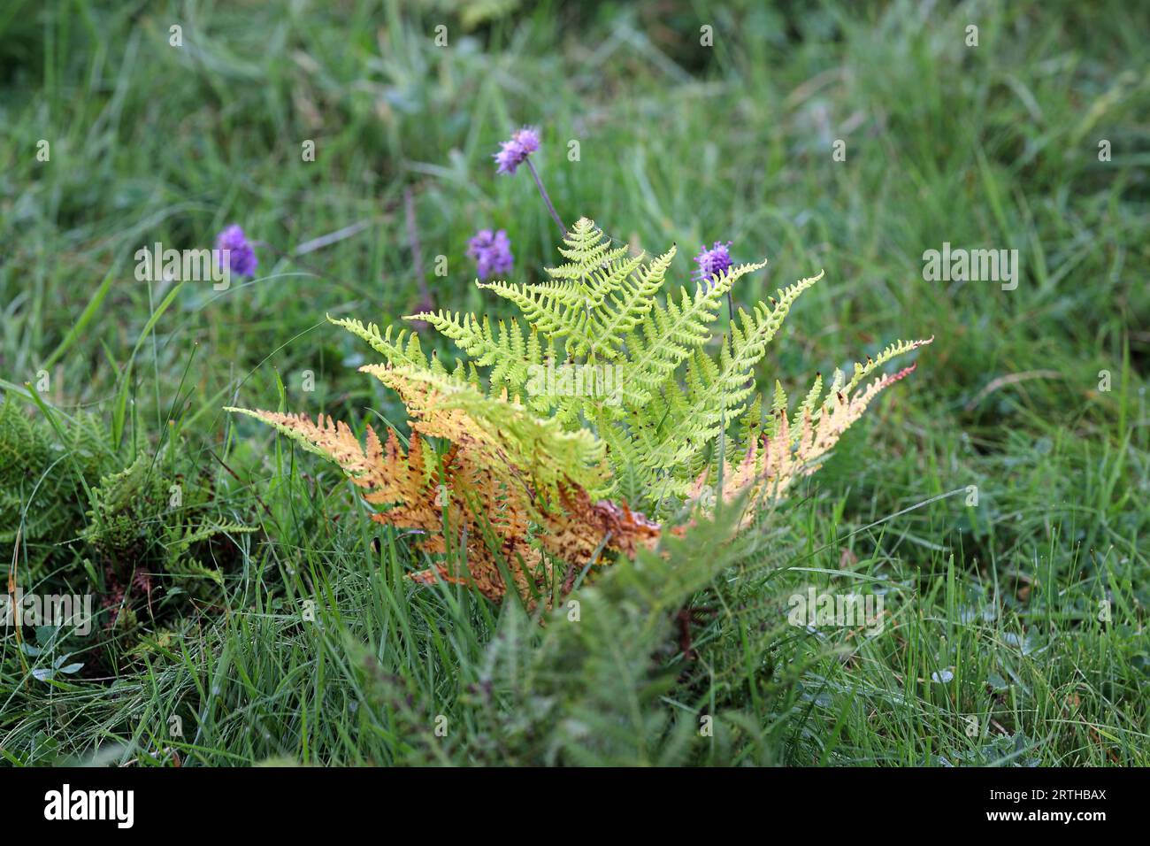 Bracken Fronds and Devil's Bit Scabious Flowers, North Pennines, County Durham, Großbritannien Stockfoto