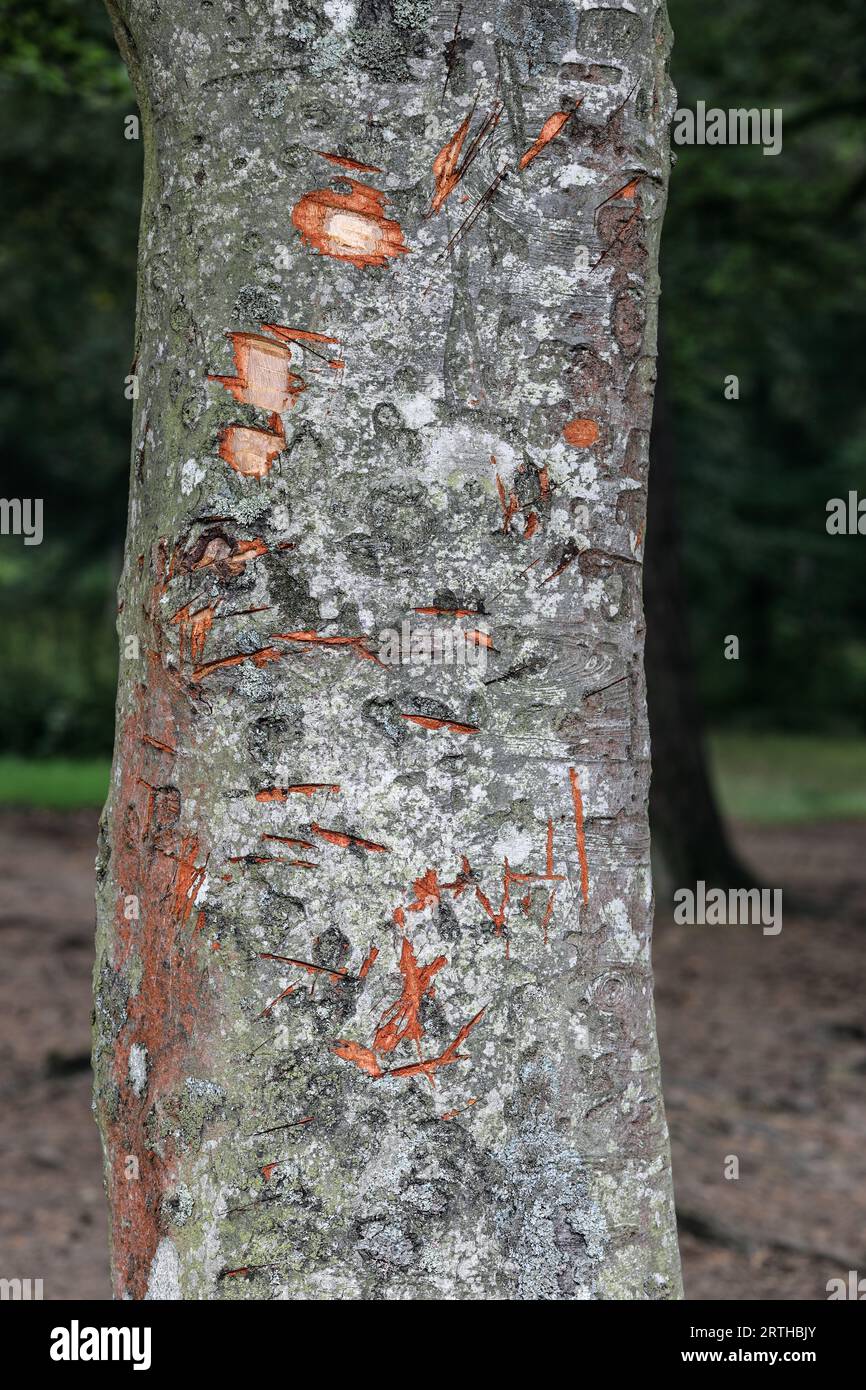 Baum beschädigt durch Vandals, Bowlees, Teesdale, North Pennines, County Durham, UK Stockfoto