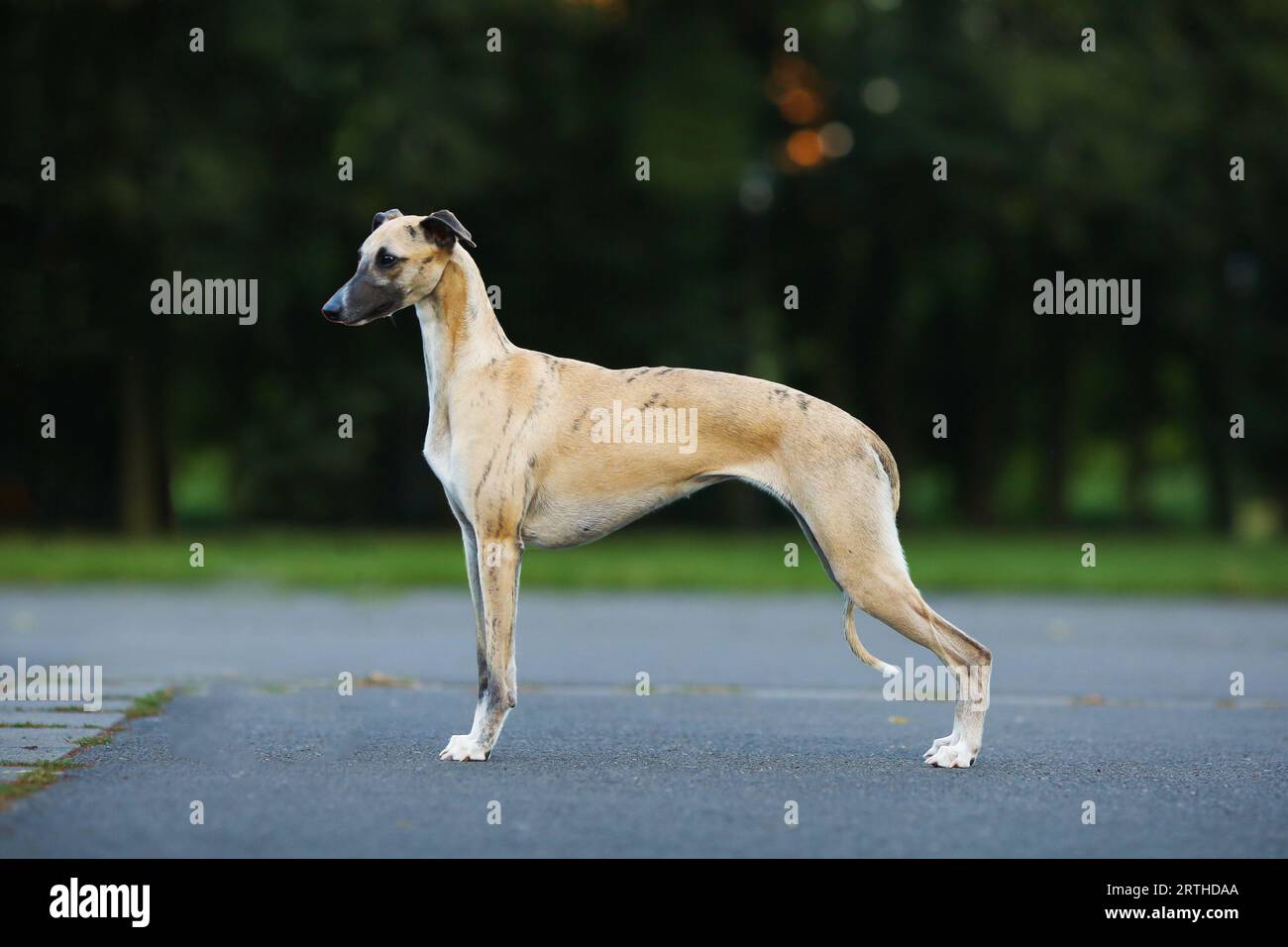 Aristokratische Rasse - Whippet Dog Exformation zeigt Portrait Stockfoto