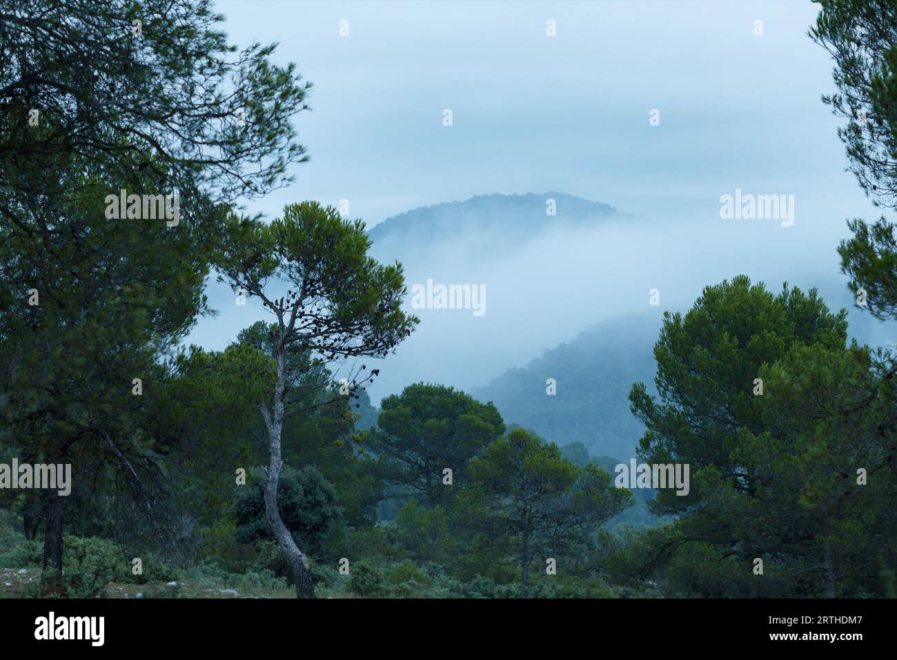 Landschaft mit Nebel und Wolken im Wald des San Antonio Waldgebietes in Alcoi, Spanien Stockfoto
