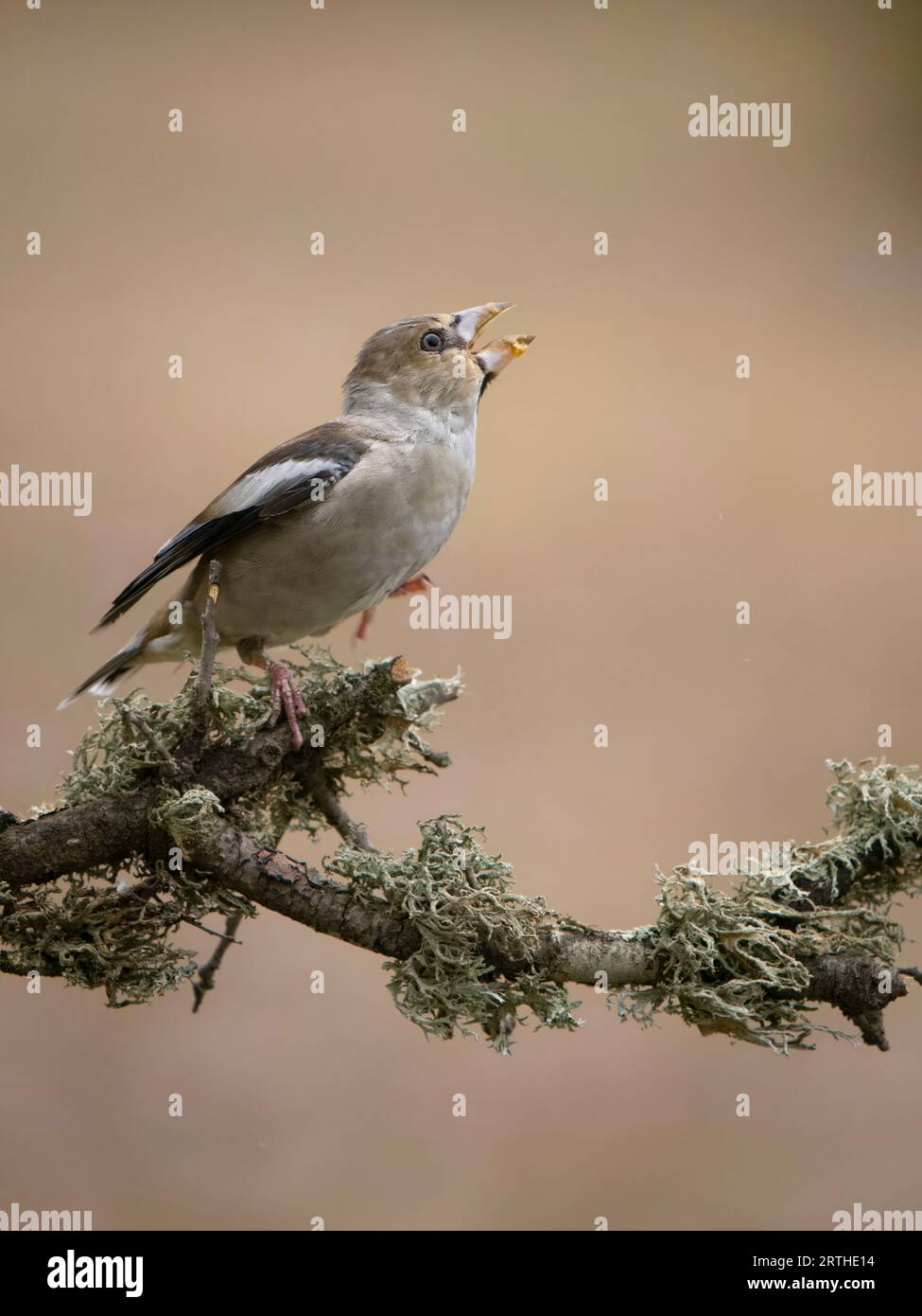 Hawfinch, Coccothraustes coccothraustes, Single Bird on Branch Droning, Spanien, September 2023 Stockfoto