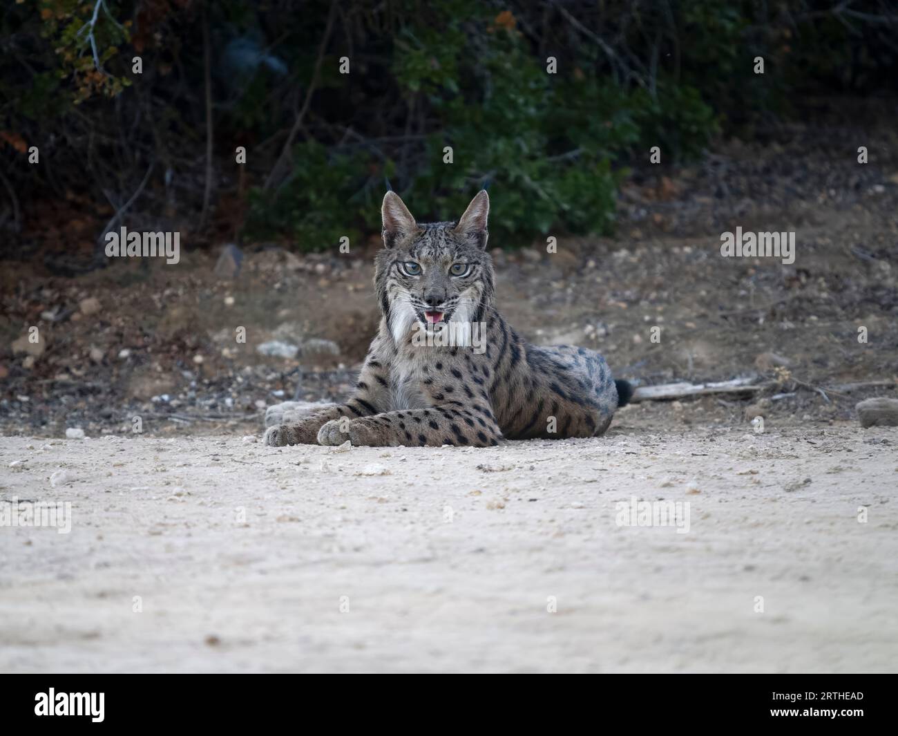 Iberischer Luchs, Lynx pardinus, Single Cat on Ground, Spanien, September 2023 Stockfoto
