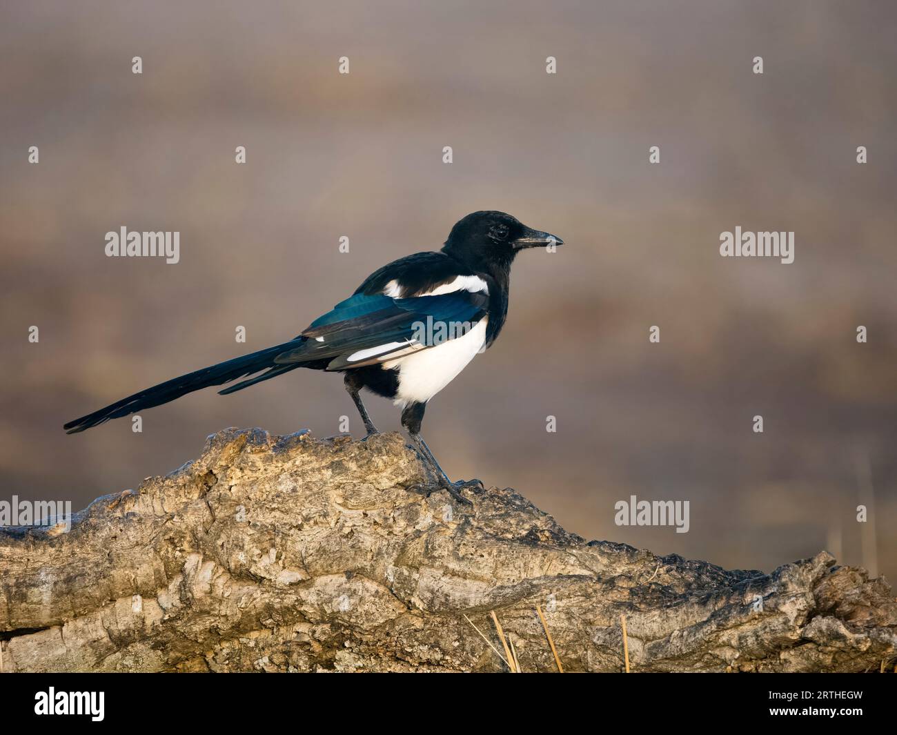 Magpie, Pica pica, Single Bird on Log, Spanien, September 2023 Stockfoto