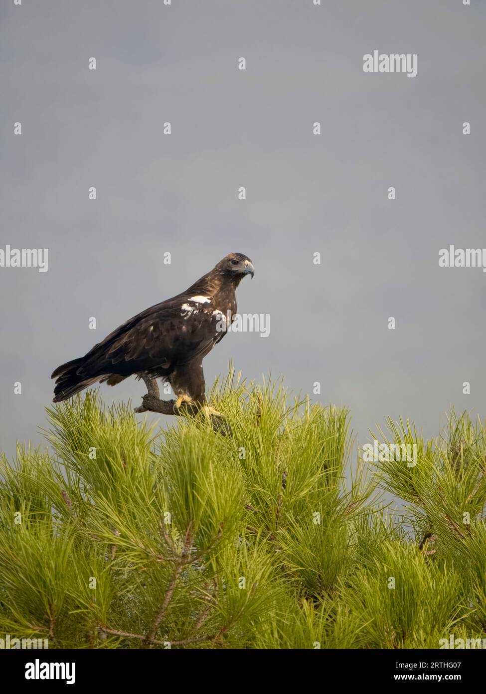 Spanischer Kaiseradler, Aquila adalberti, Einzelvogel in Baum, Spanien, September 2023 Stockfoto