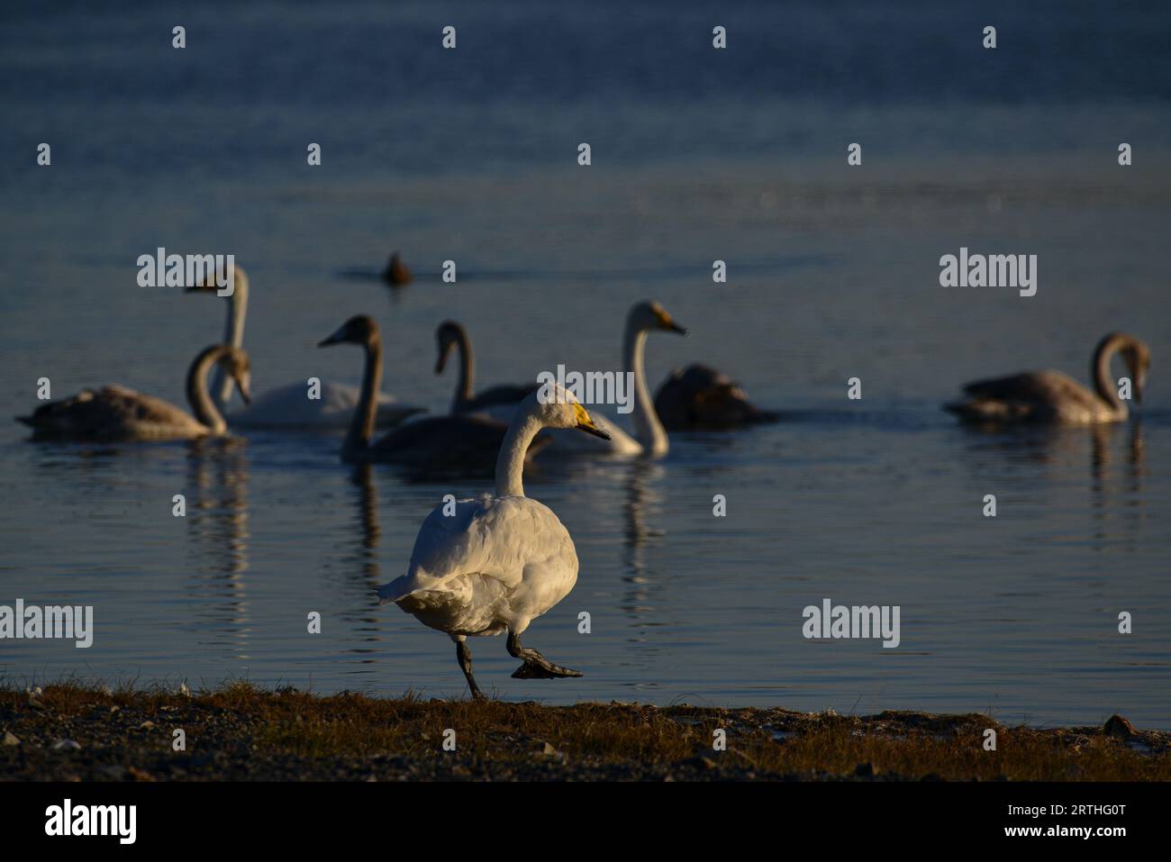 Eine Schwanenfamilie schwimmt im See Stockfoto