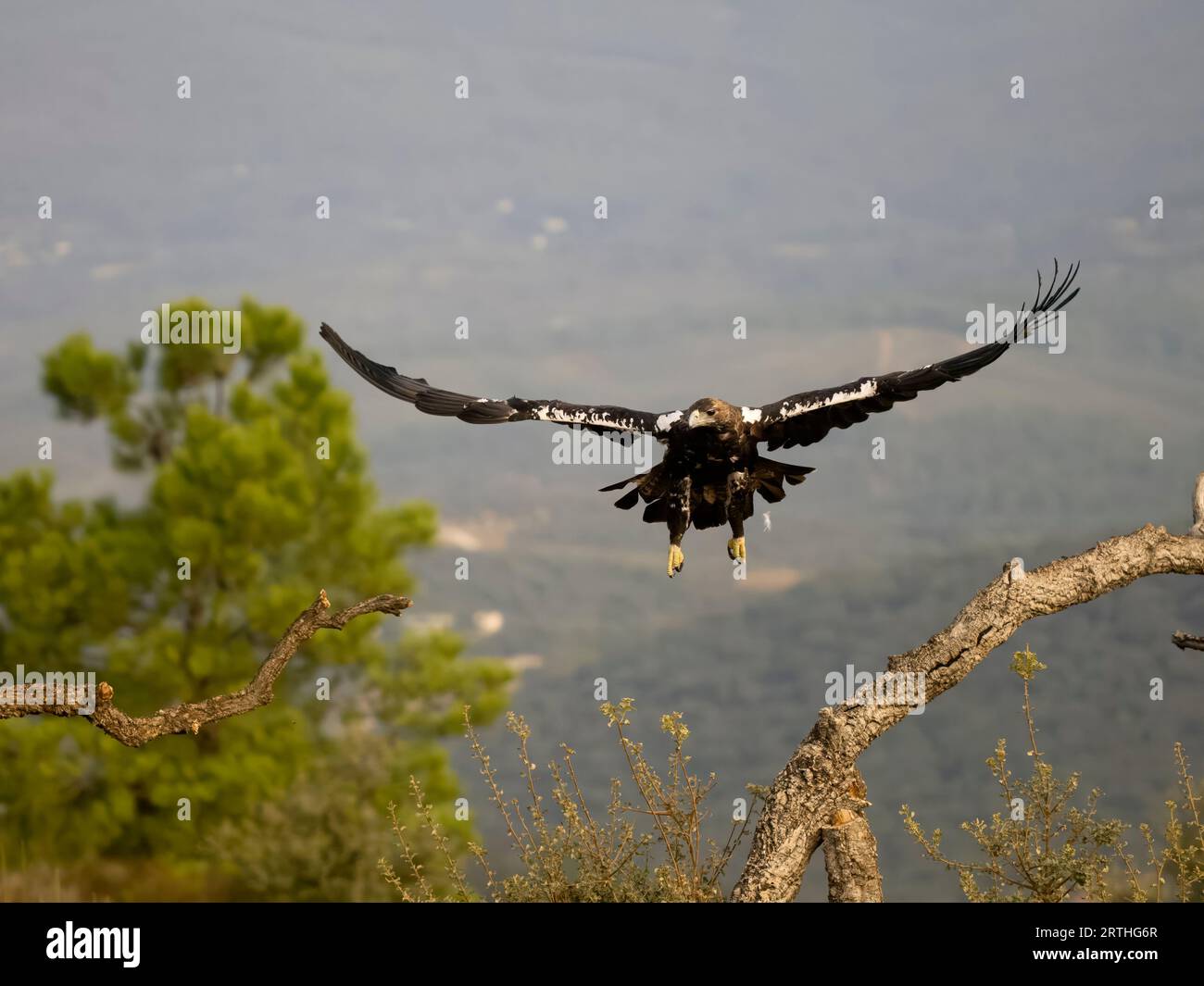 Spanischer Kaiseradler, Aquila Adalberti, Einzelvogel im Flug, Spanien, September 2023 Stockfoto