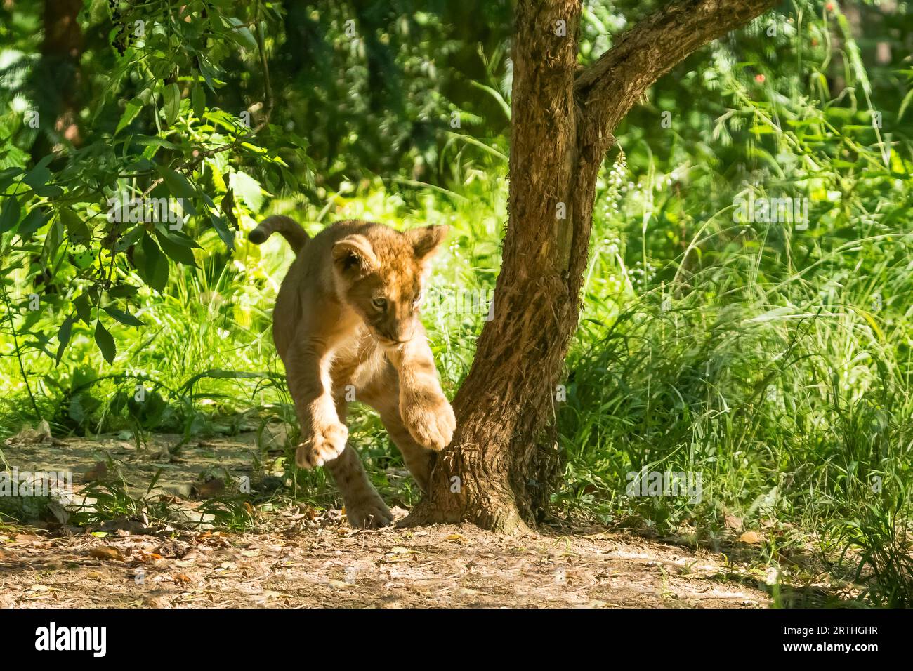 Löwe (Panthera leo) ein Junges springt von einem Baum Stockfoto