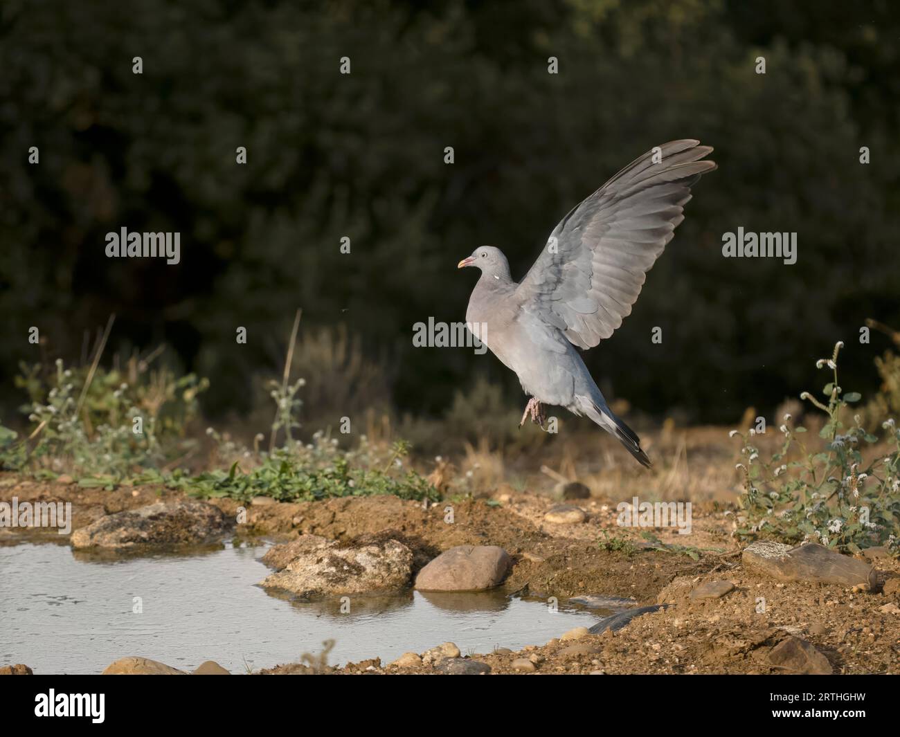 Holztaube, Columba Palumbus, Jungpool verlässt Trinkbecken im Flug. Spanien, September 2023 Stockfoto