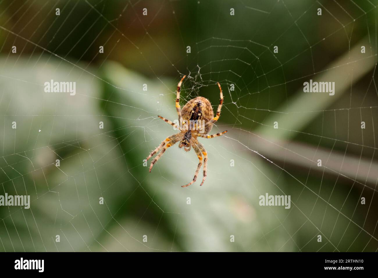 Gartenspinne auf webb Araneus diadematus, rötlich braun mit weißer Kreuzform aus weißen Punkten auf dem Bauch große feine webb weiße Bänder auf den Beinen Stockfoto