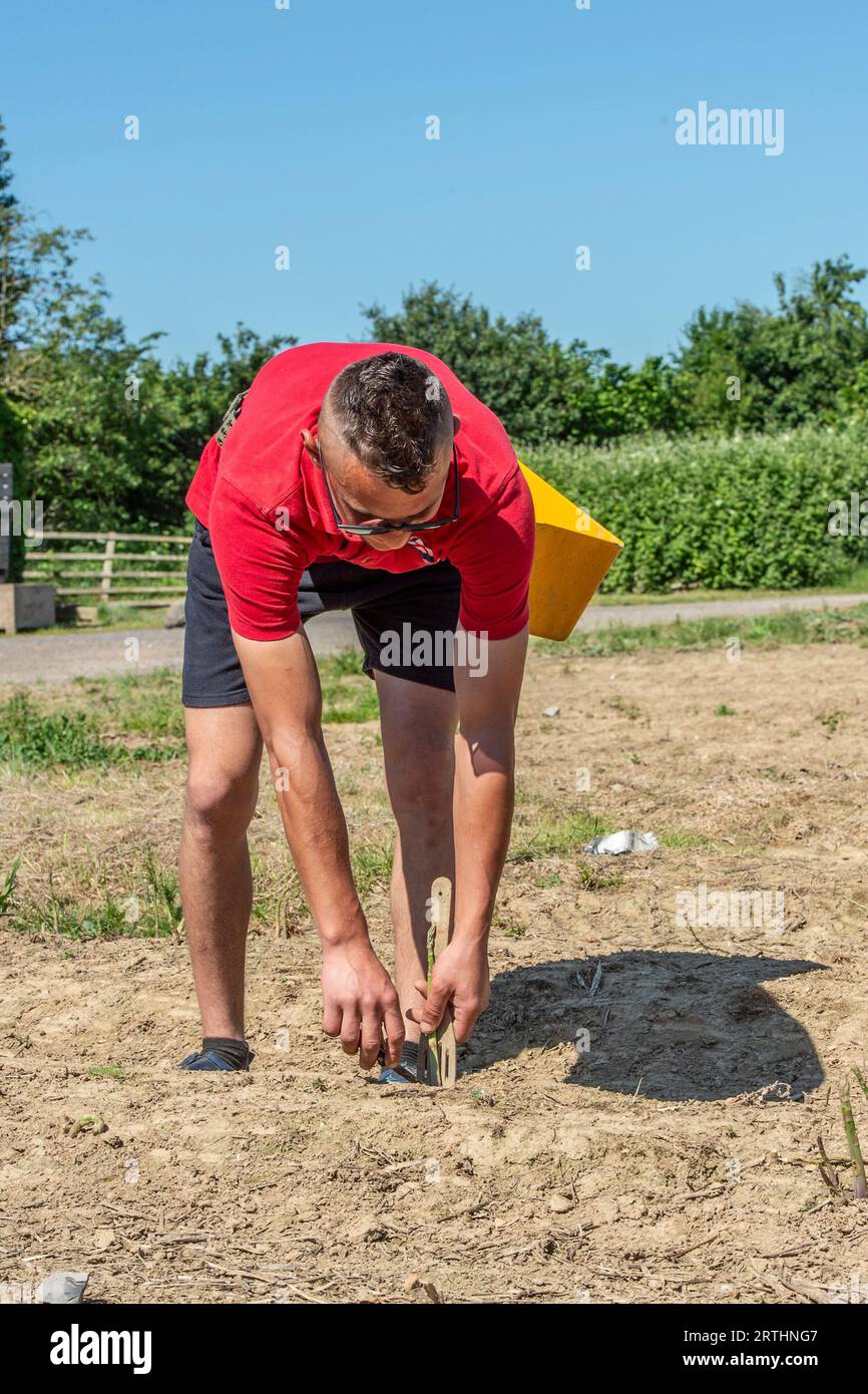 Wanderarbeiter, die Spargel ernten Stockfoto