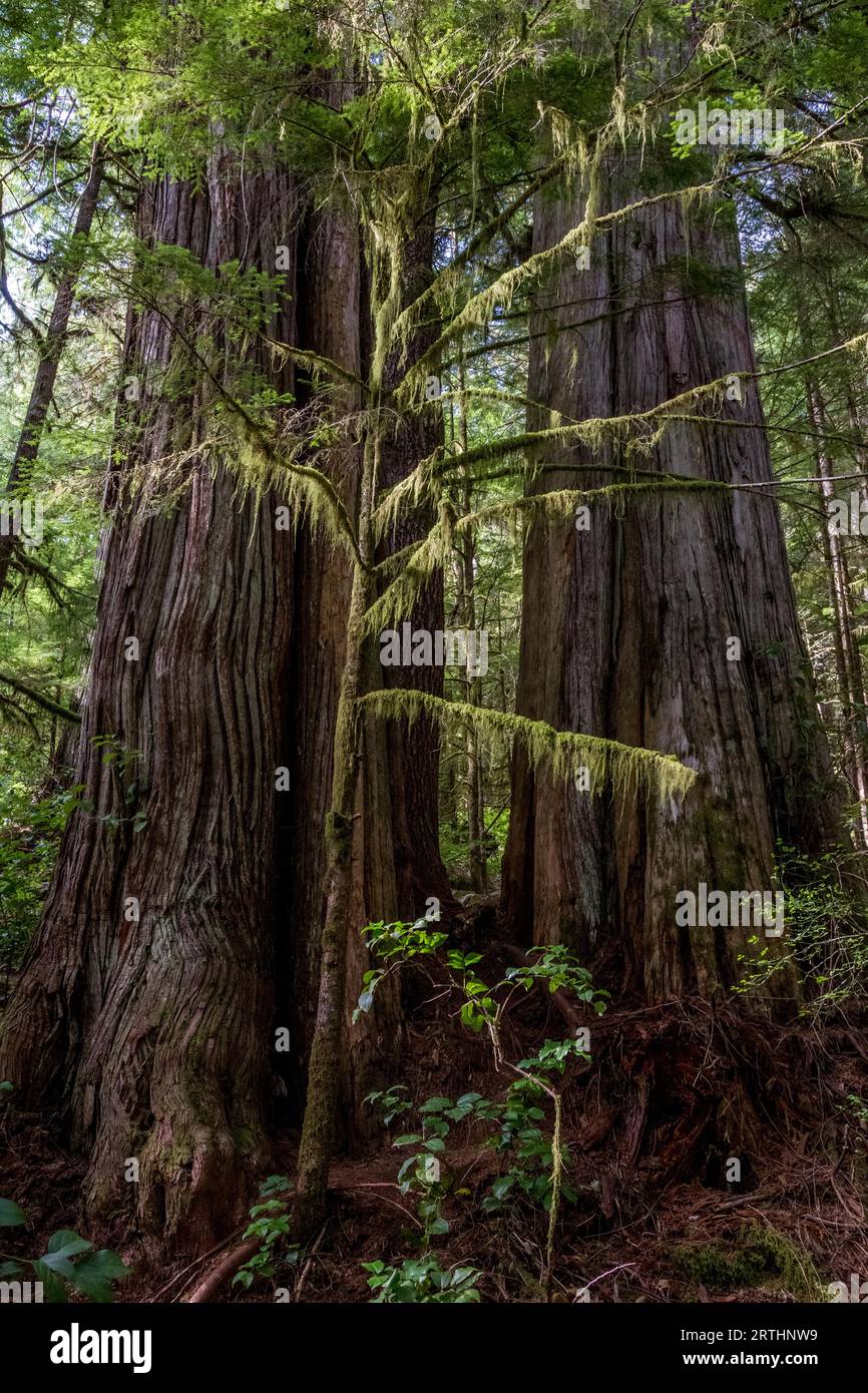 Mächtige Bäume im Avatar Grove bei Port Renfrew auf Vancouver Island, British Columbia, Kanada Stockfoto