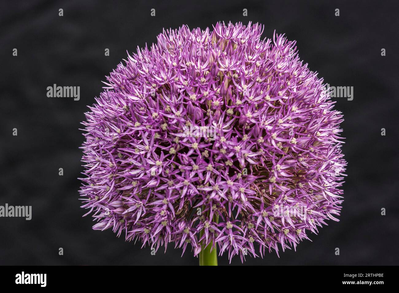 Inmitten des historischen Stadtparks Theresienstein liegt ein wahres Juwel: Der Botanische Garten der Stadt Hof. Es ist ein Gartenbaudenkmal. Die Stockfoto