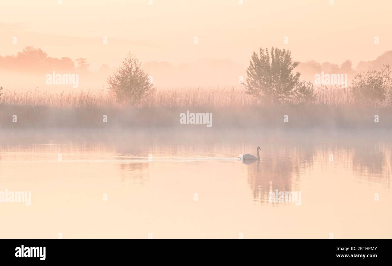 Schwan auf dem See während des nebeligen Sonnenaufgangs im Sommer Stockfoto